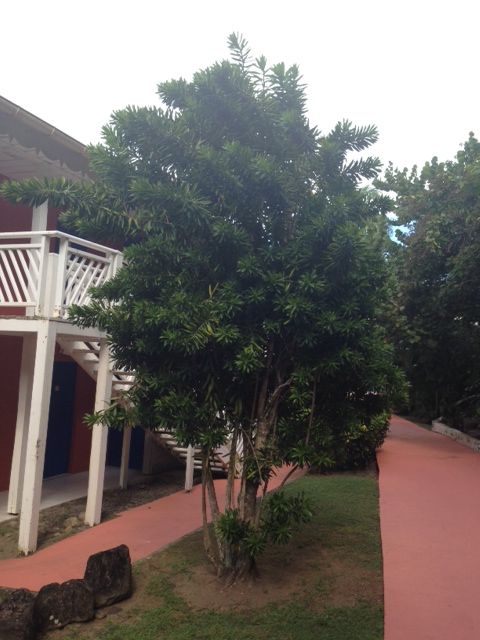 Dracaena reflexa dans un jardin de Martinique